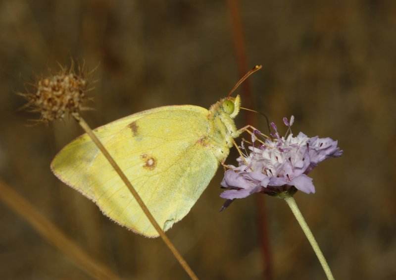 Colias%20sp_4852.jpg