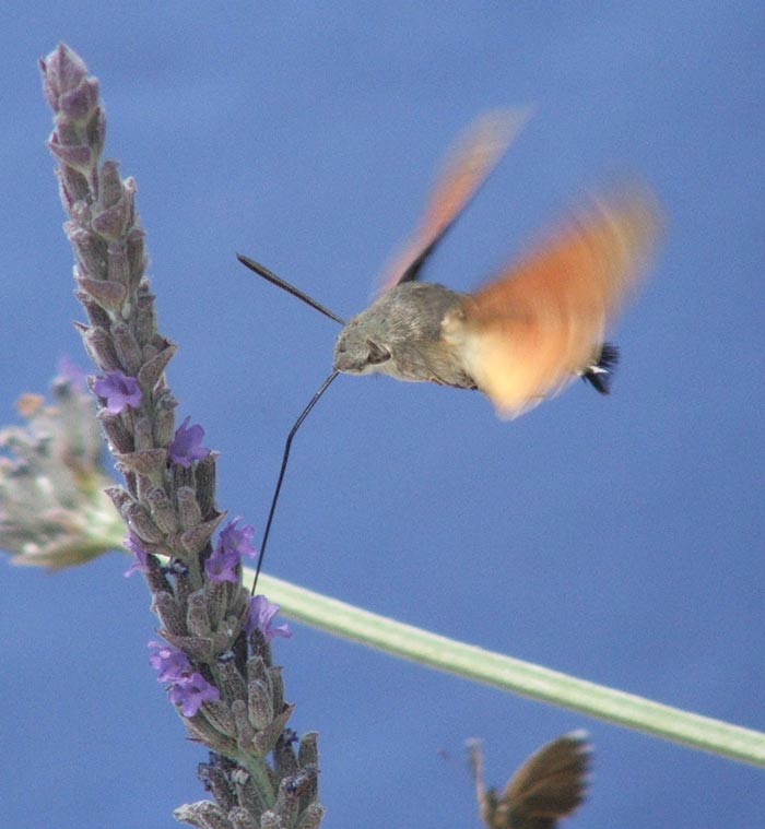 colibri%7E0.jpg