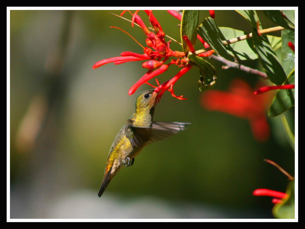 colibri.jpg