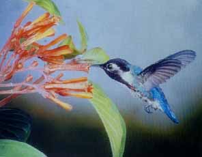colibri.jpg