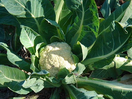 coliflor.jpg