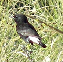 collabanegra.jpg