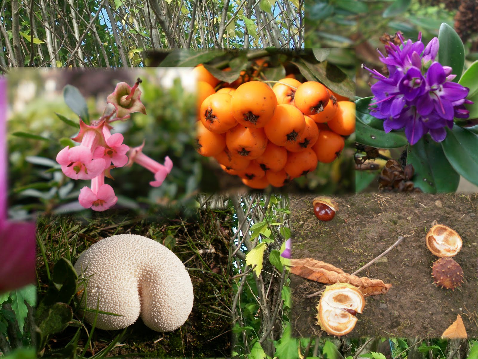 collage%2Bfotos.jpg