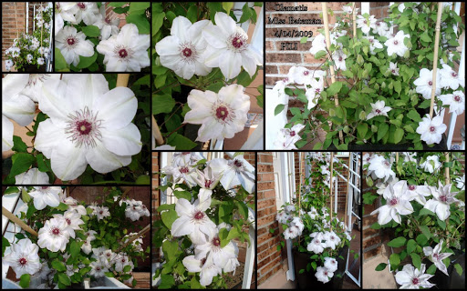 Collages.jpg