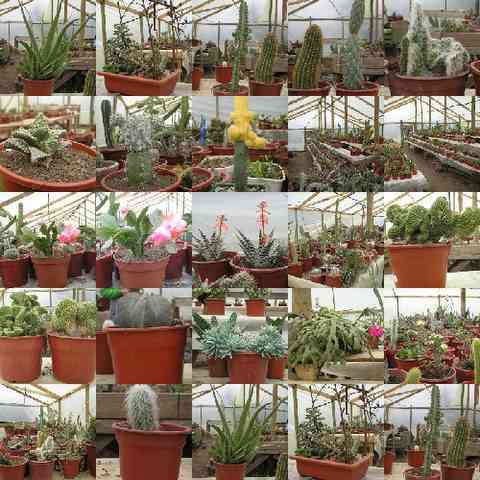 collageViveroRequeguaCactus.jpg