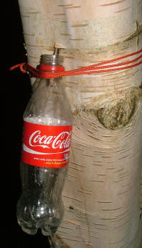 collecting-birch-sap.JPG