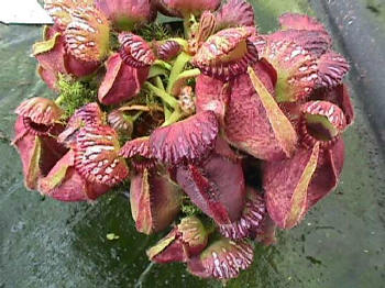 collector_cephalotus.jpg