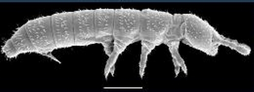 collembola.JPG
