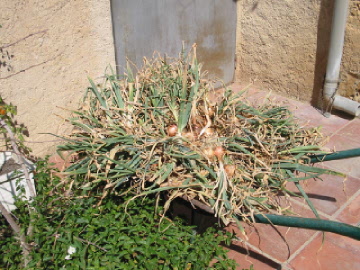 collita%20alls.jpg