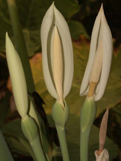Colocasia%20gigantea.jpg