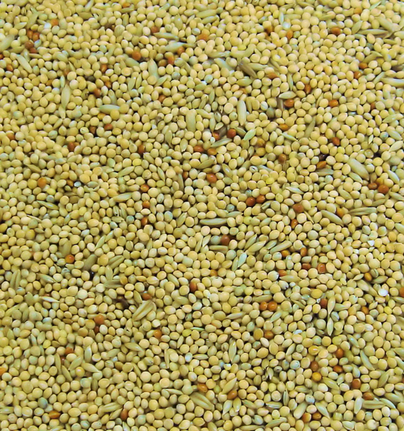 Colonel's%20BBB%20Budgie%20Large.jpg