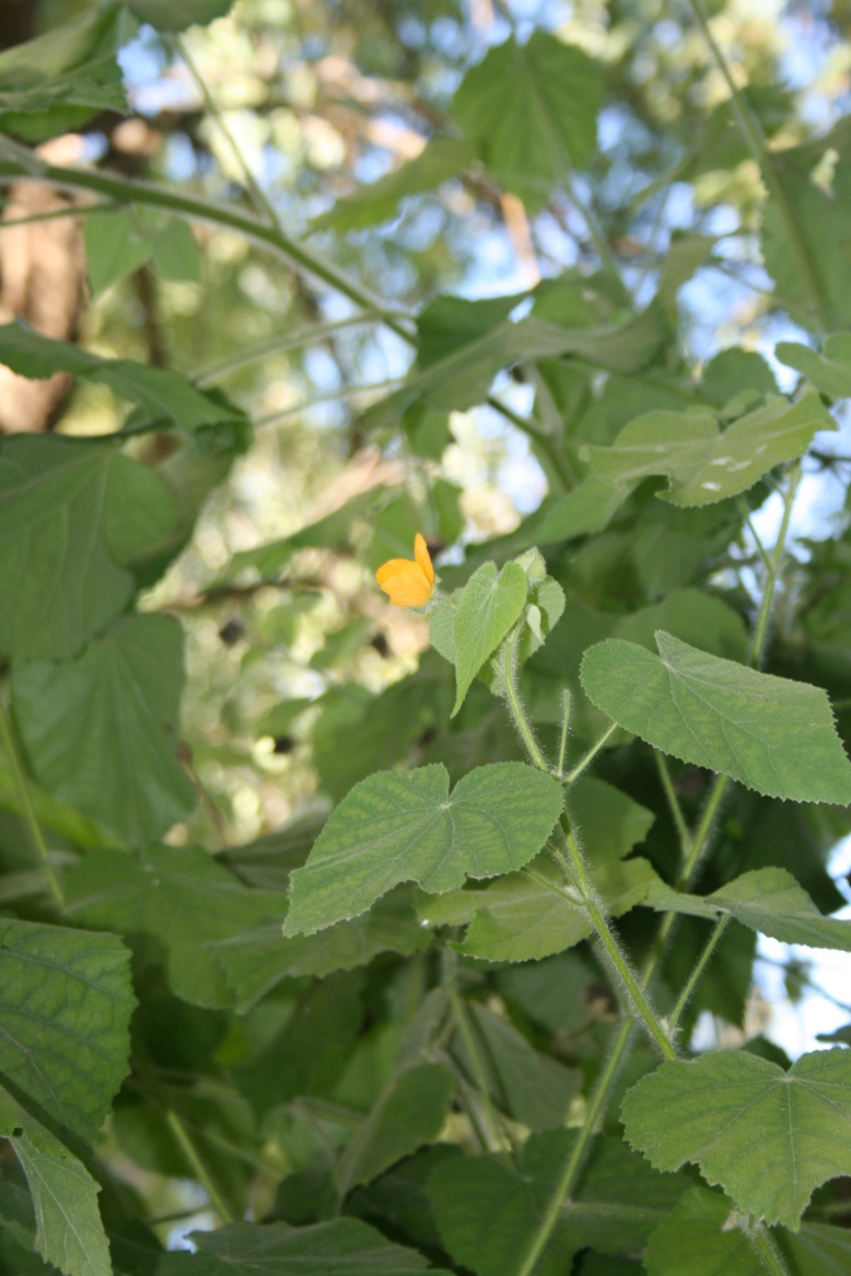 Colono003.jpg