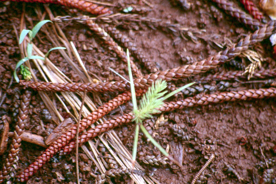 color+-+cook+pine+seedling.jpg
