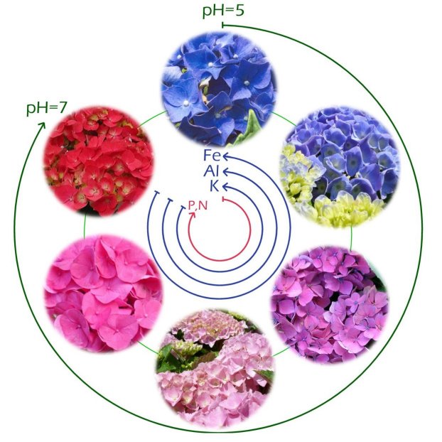 Color_Hortensias.jpg