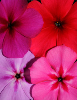 coloresl.jpg