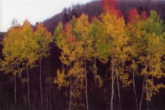 coloriautunnaliinaspromonte.jpg