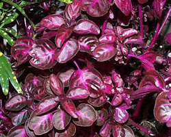 colorpurpurahojas.jpg