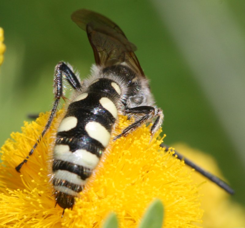 Colpa%20sexmaculata.jpg