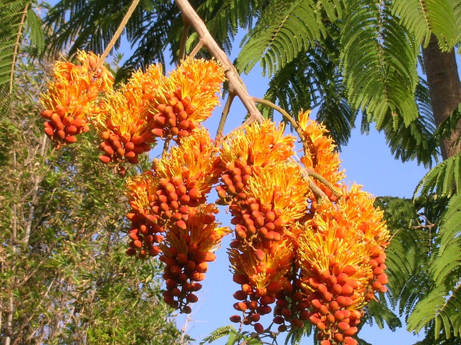 Colvillea-racemosa-Colvilles-Glory-Tree6.jpg