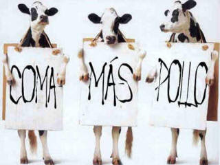 comamaspollo[1].jpe