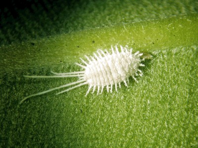 combatir-cochinilla.jpg
