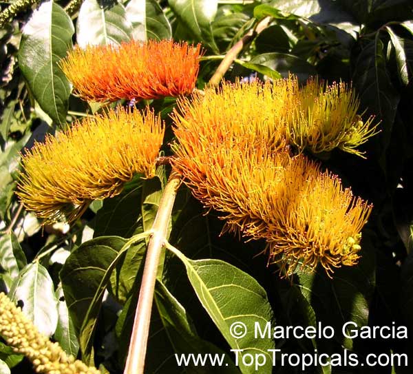 Combretum-fruticosum-1.jpg