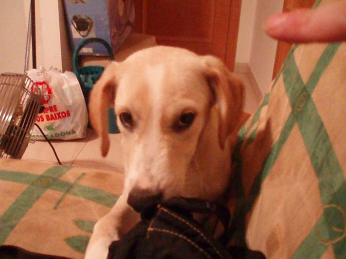 comiendo mi bolso2.jpg