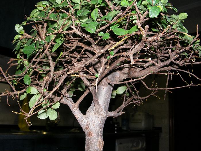 comienzo del defoliado.JPG