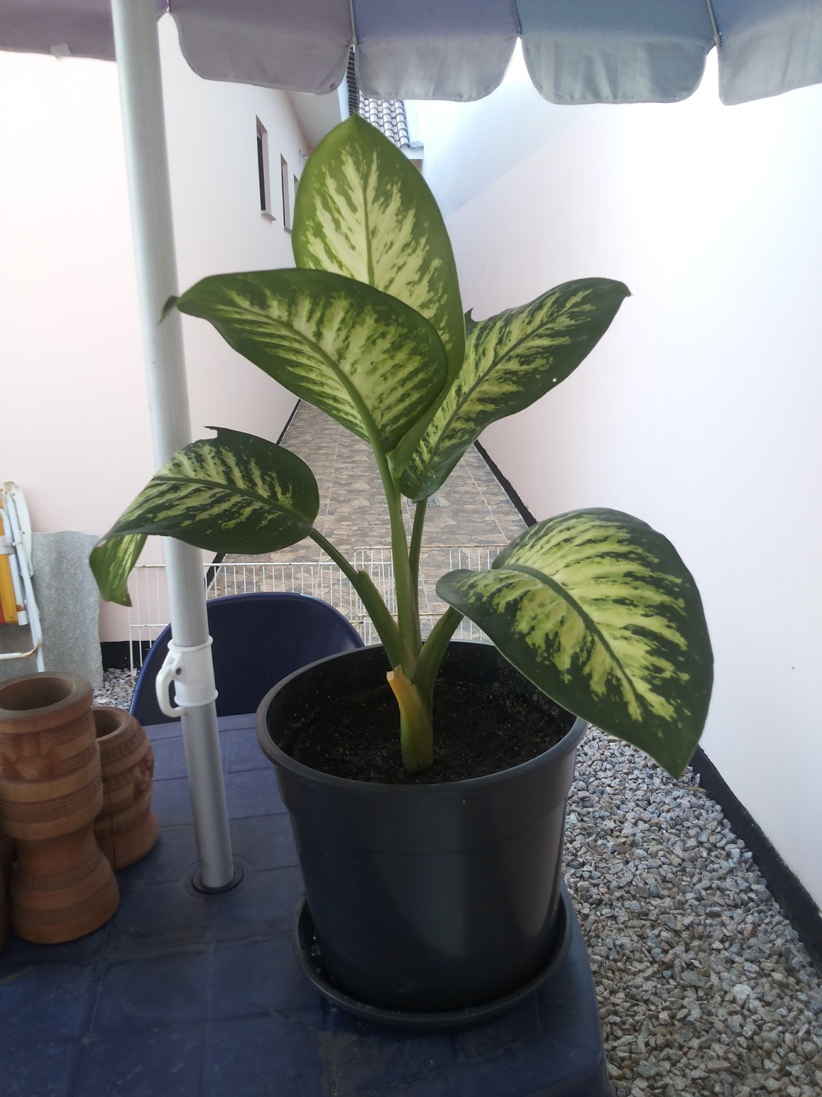 comigo-ningu%25C3%25A9m-pode_%2528dieffenbachia_amoena%2529_01.jpg