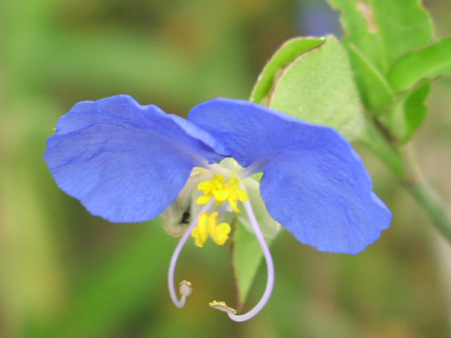 commelina.flw1.jpg