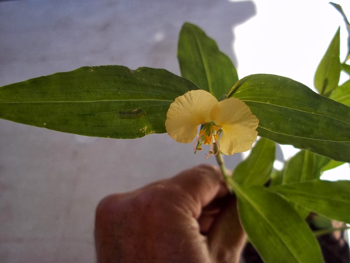 commelina1.jpg