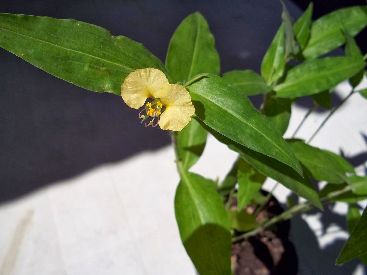 commelina2.jpg