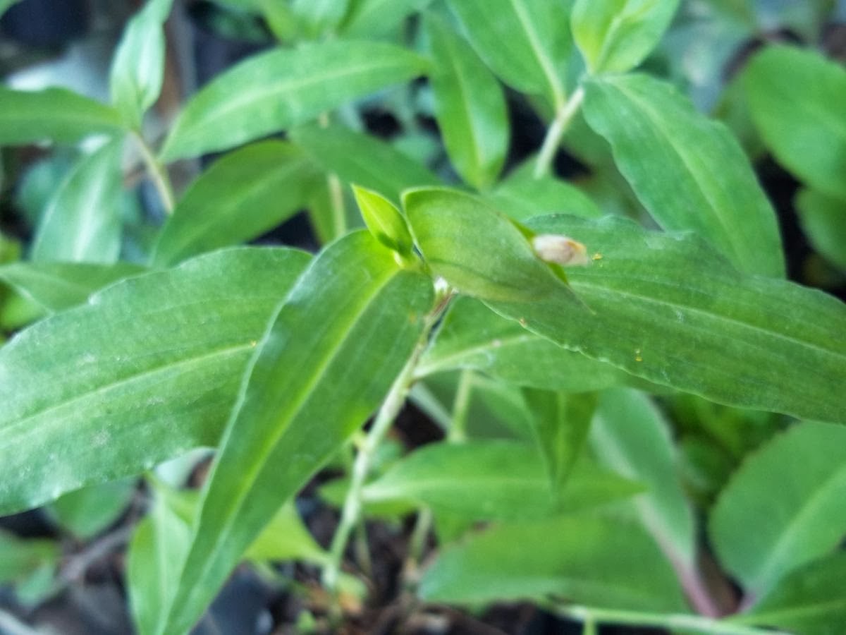 commelina3.jpg