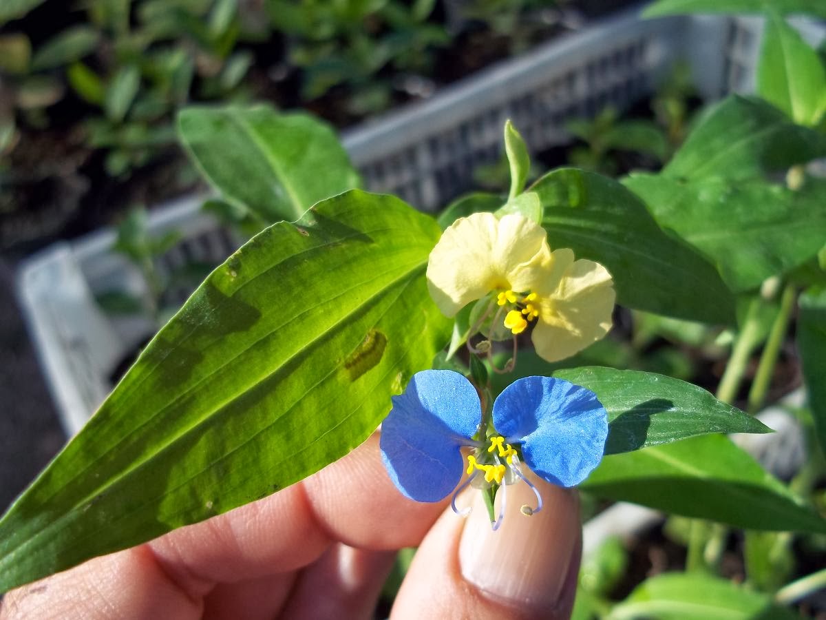 commelina4.jpg