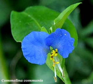 commelina_2486.jpg