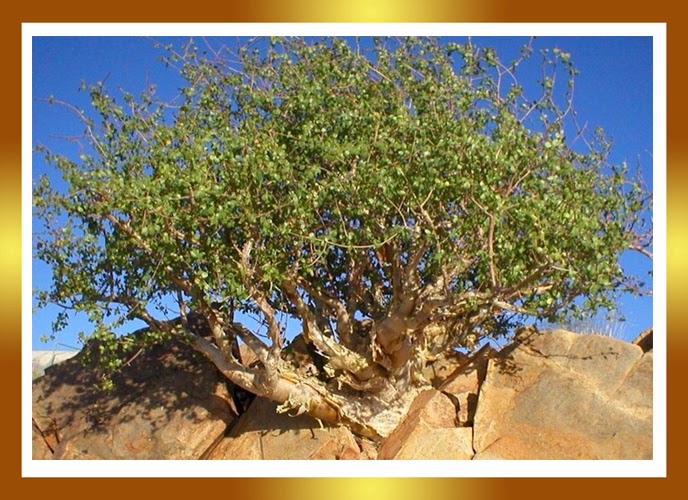 Commiphora+myrrha+arbol.jpg