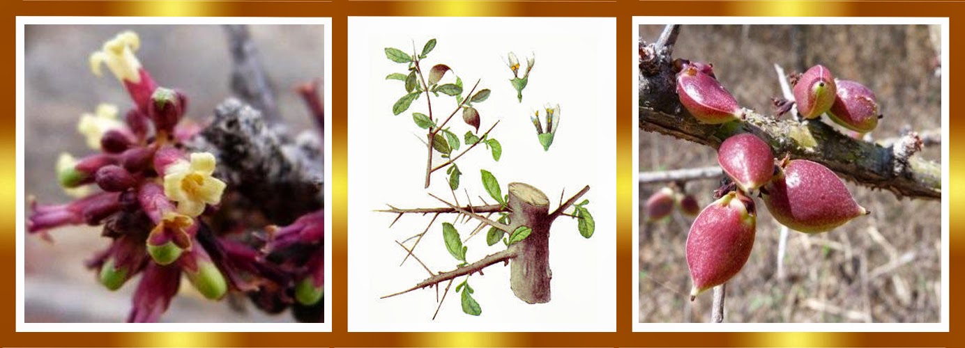 Commiphora+myrrha+flores+y+frutos.jpg