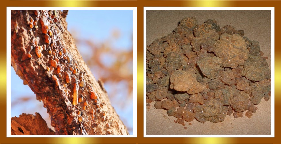 Commiphora+myrrha+resinas.jpg