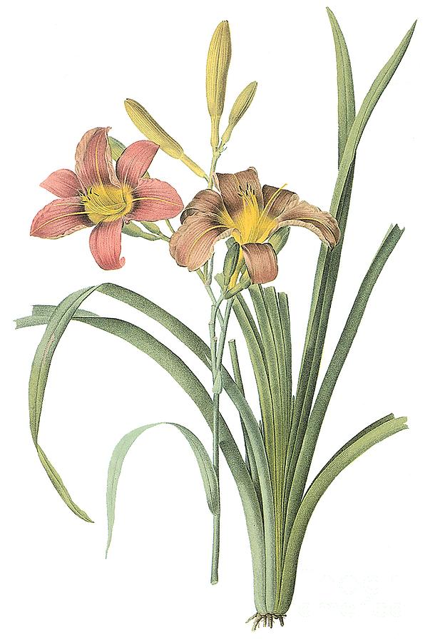 common-daylily-spencer-mckain.jpg