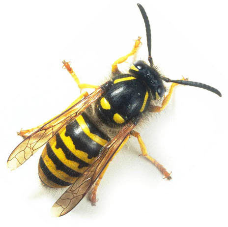 commonwasp.jpg