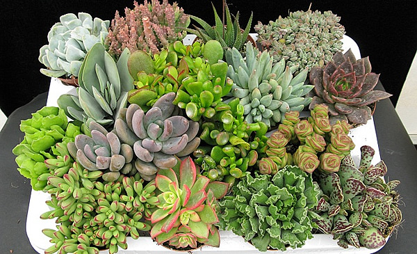 como-cuidar-de-las-plantas-suculentas.jpg