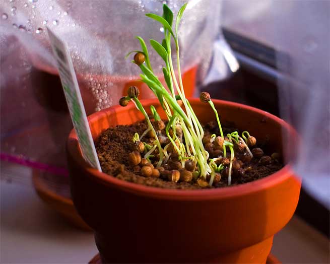 como-cultivar-cilantro-en-casa.jpg