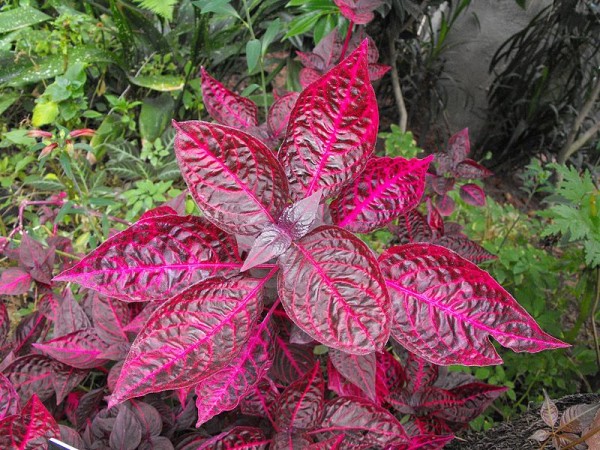 como-cultivar-iresine-01.jpg