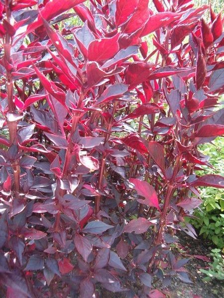 como-cultivar-iresine-02.jpg