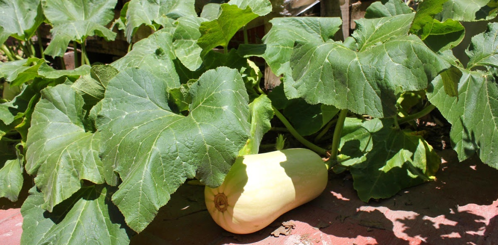 como-cultivar-zapallo-1024x505.png