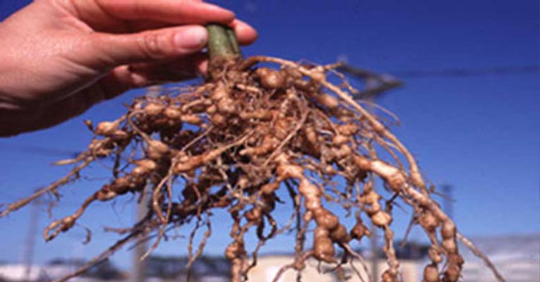 como-evitar-nematodos-agricultura.jpg