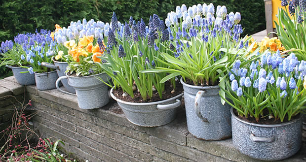 como-forzar-el-crecimiento-de-los-bulbos-de-primavera-1.jpg