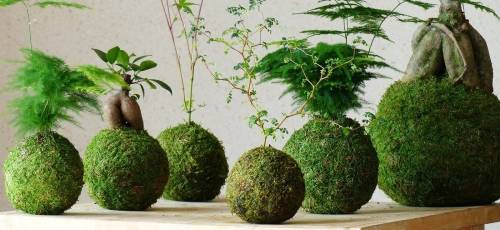 Como_realizar_una_kokedama_paso_a_paso?imagick=1&size=500.jpg