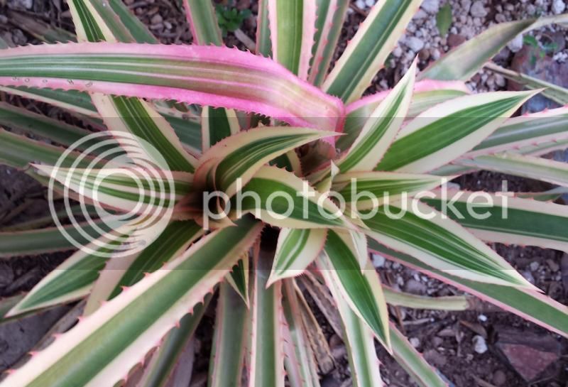 comosus1_zpsca450710.jpg