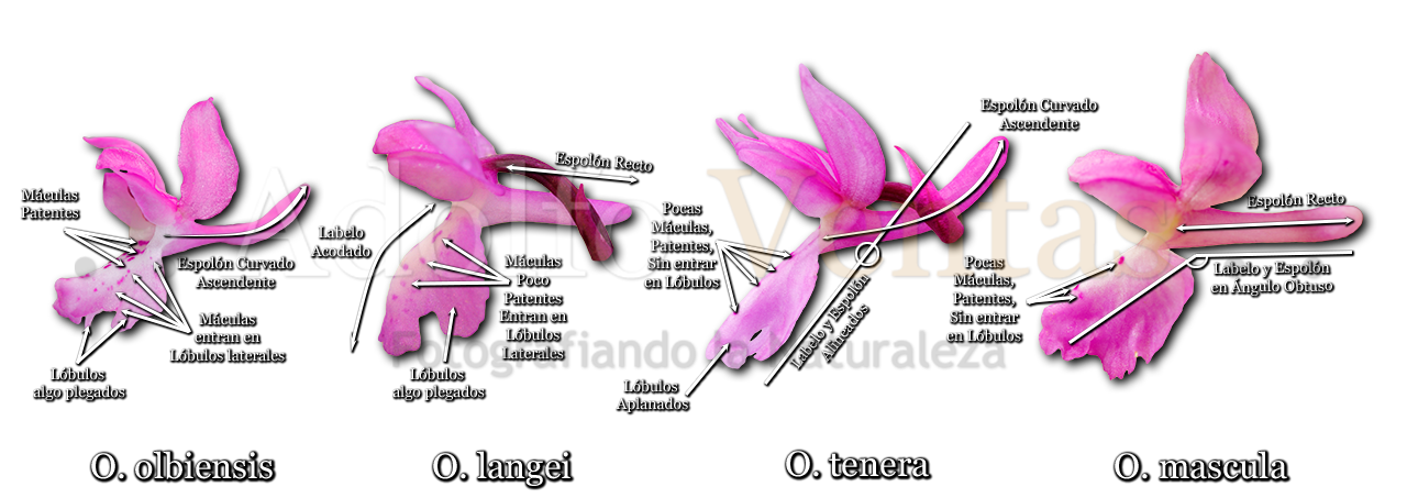 Comparativa-Grupo-Mascula.png